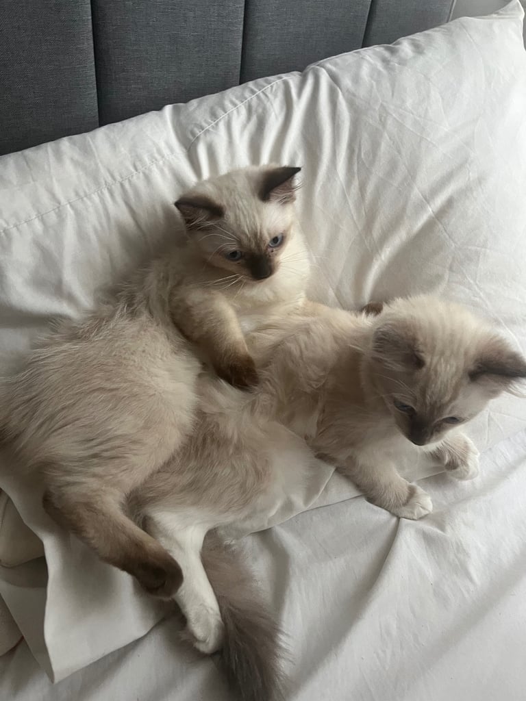 Beautiful Ragdoll Kittens