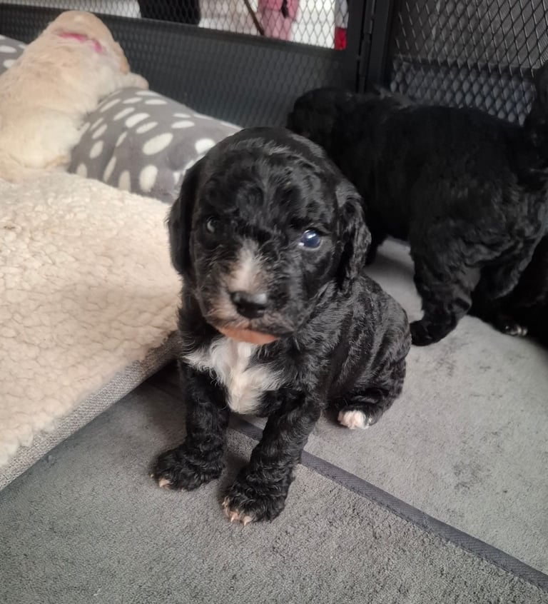 Stunning cockapoo puppies 