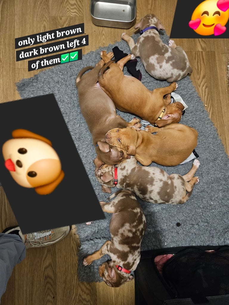 POCKETS BULLY X DACHSHUND 