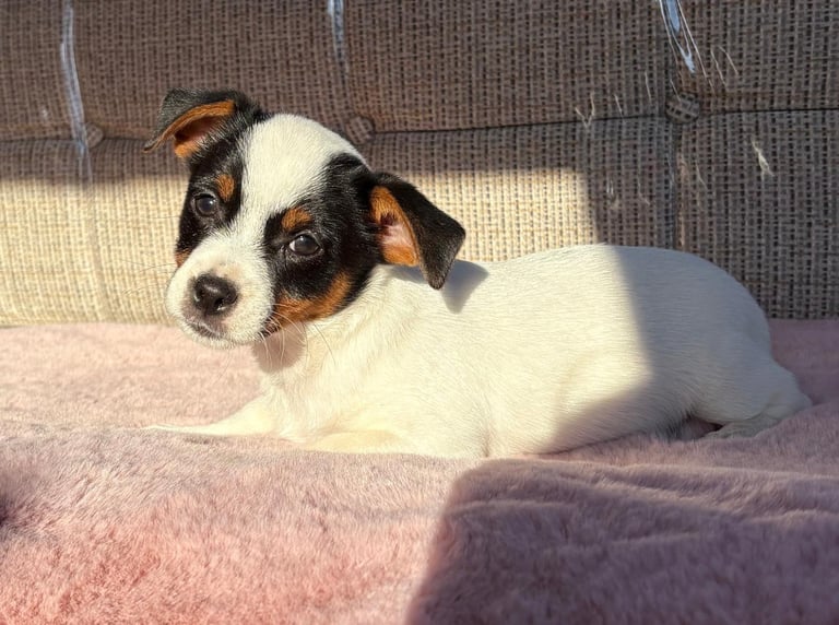 Traditional Miniature Jack Russell Puppies!