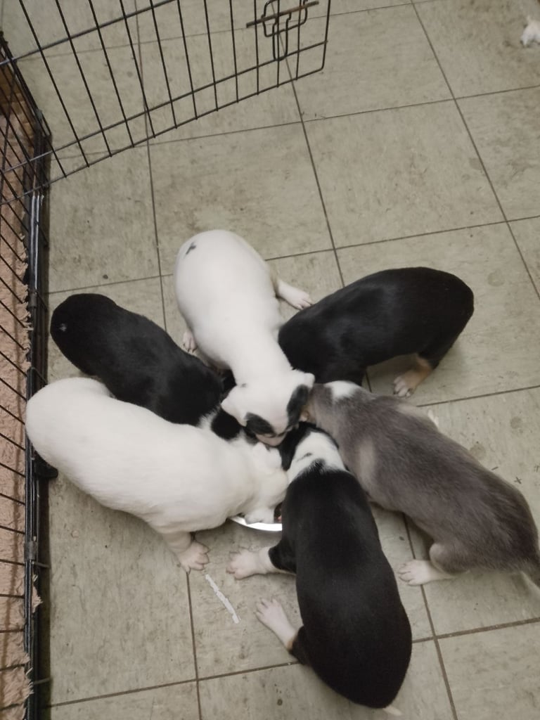 Lurcher pups 