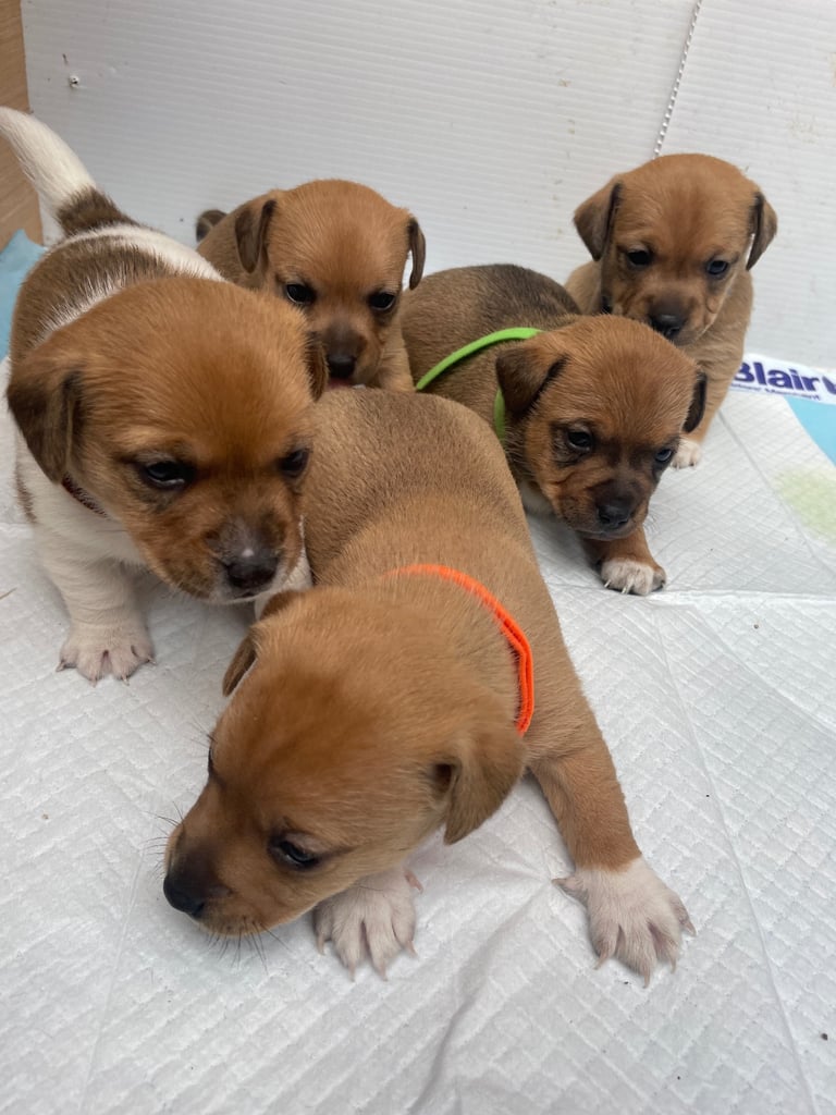 Jack Russell Pups