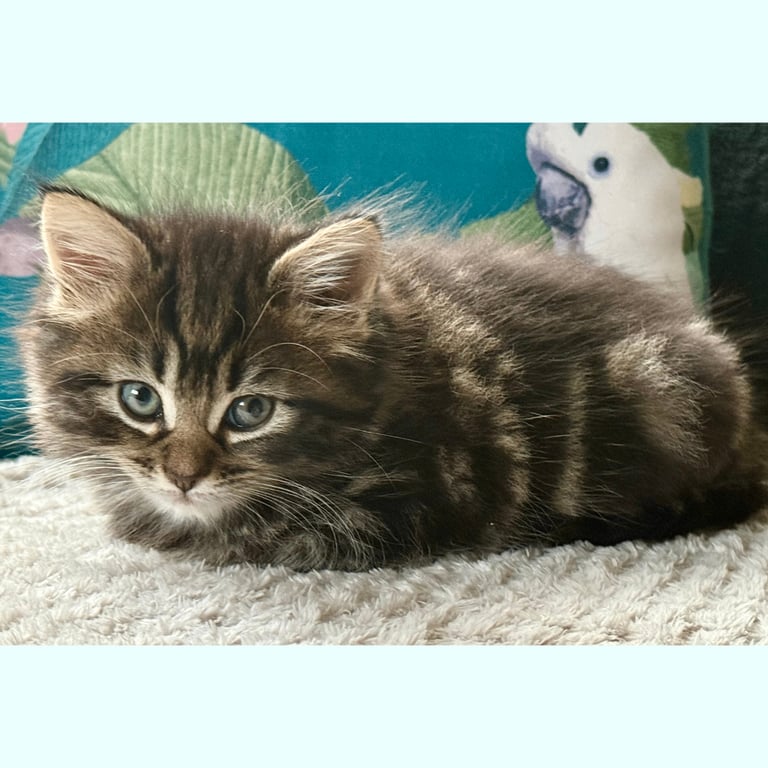 Stunning Ragamuffin X Main Coon Kittens
