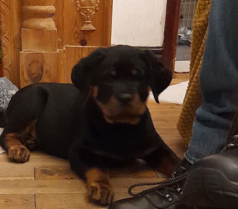 ROTTWEILER PUPS FOR SALE