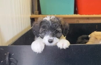 Bearded Collie x Miniature Poodle Puppies