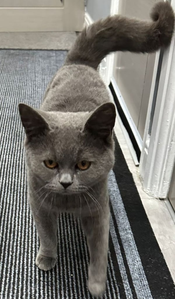 British Shorthair 
