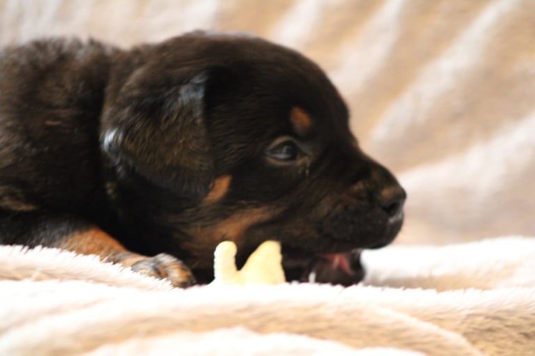 Rottie/pressa puppies ready to go