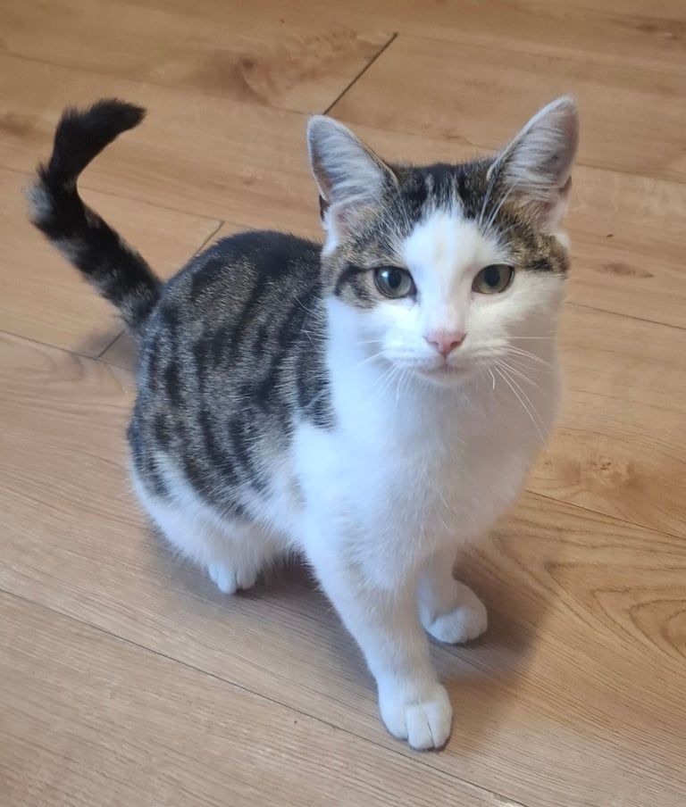 Young female cat to a good home