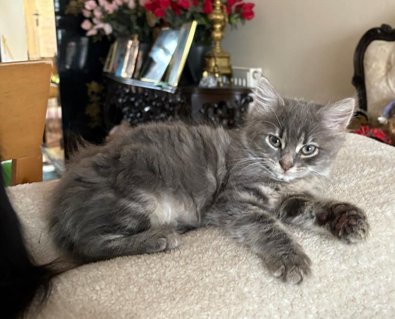 Grey Kitten for sale 