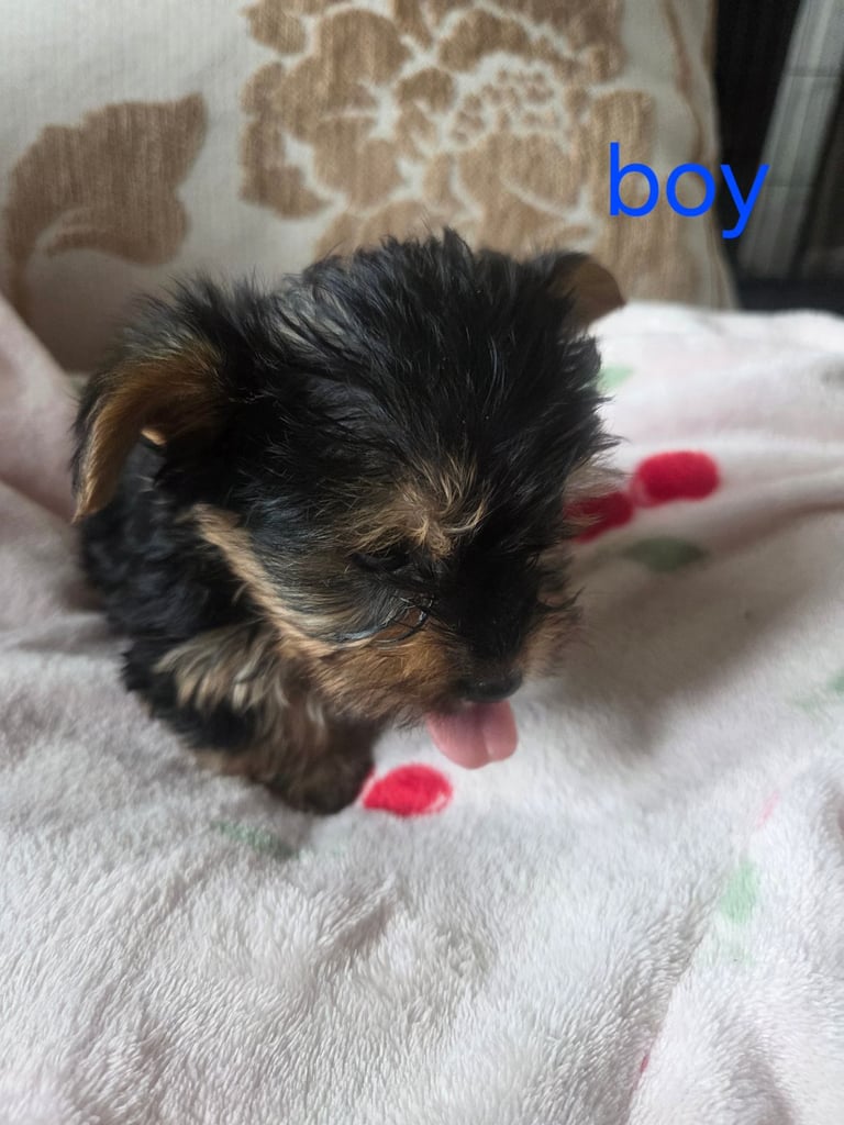 Yorkshire terrier x jackrussell 