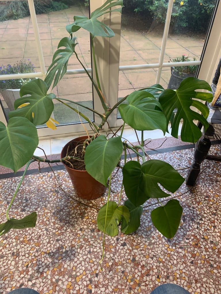 image for Cheese Plant