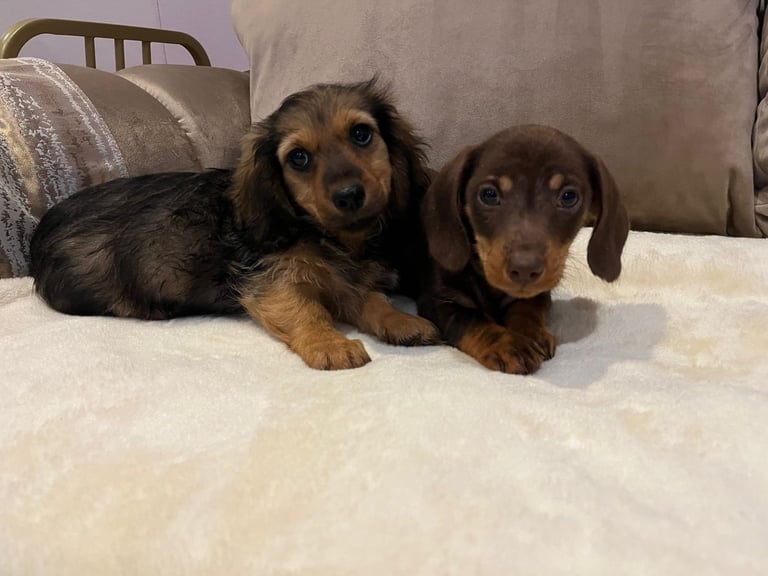 Dachshund puppies 