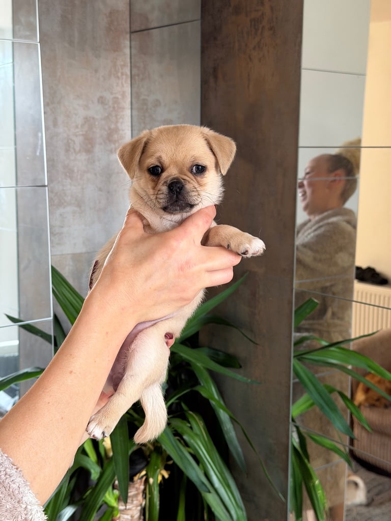 🐾 💕Adorable Puppies for the loving Families 💕🏡