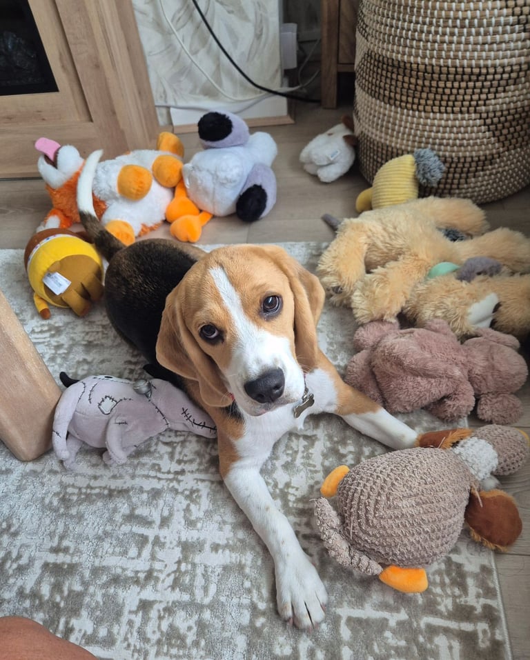 Looking for a new home 9 months old beagle pure pedigree 