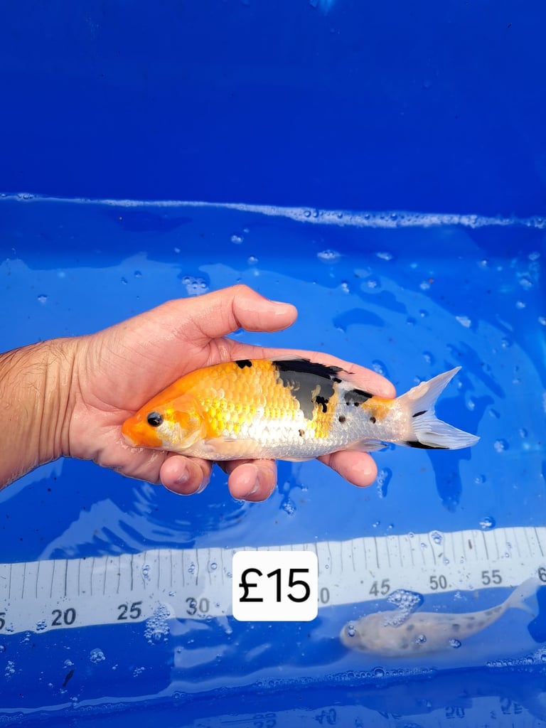 Koi for sale