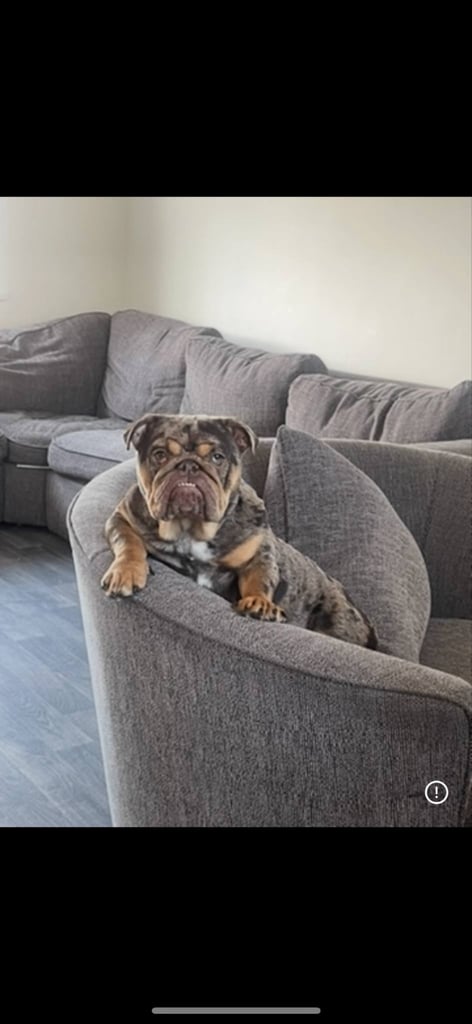 British bulldog for sale 