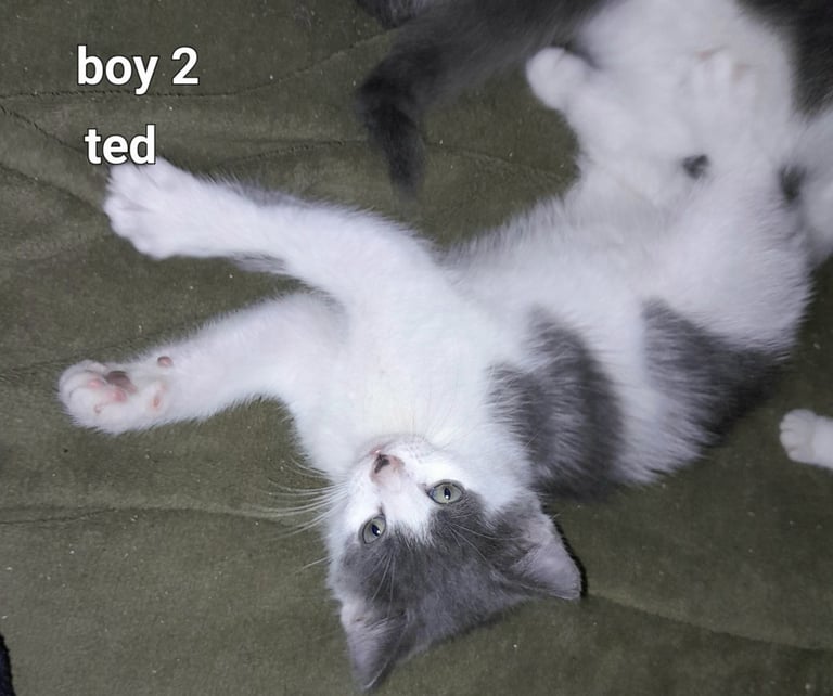  Bi colour white and blue kittens siamese/british shorthair/mix