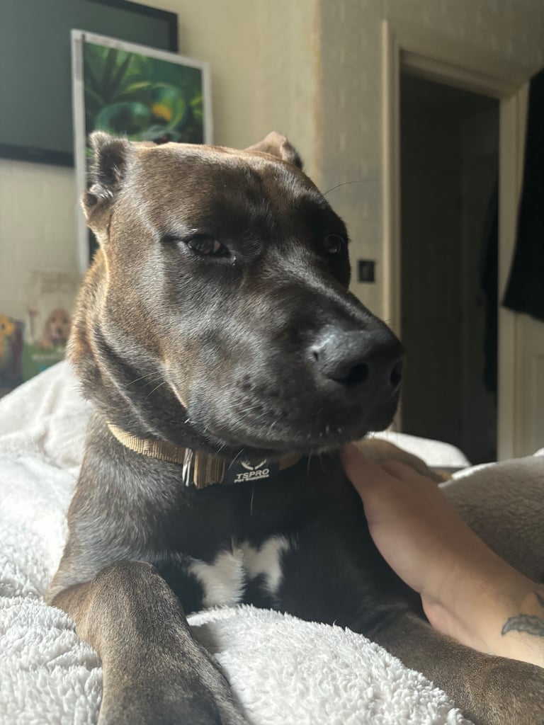 Beautiful Bella 19 month old Cane corso x