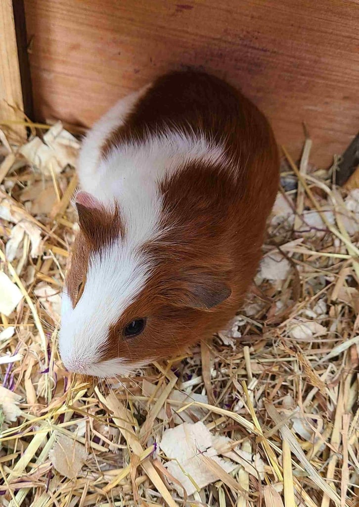 image for Guinea Pigs