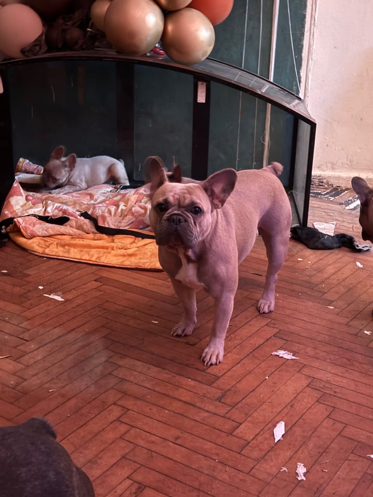 image for French Bulldog girl 18 month