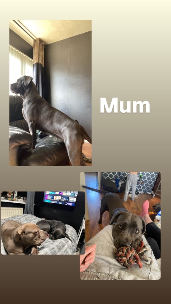 Pure cane corso pups 