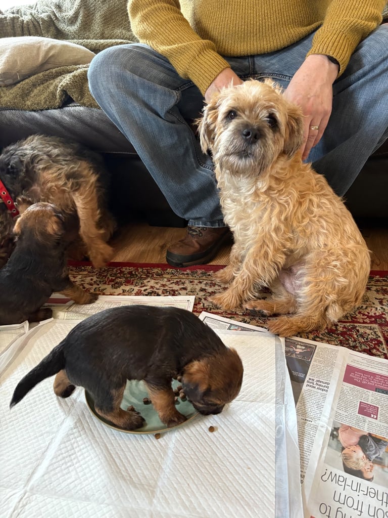 Border Terrier pups 