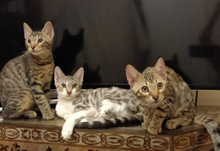 image for Bengal kittens & Bengal Variants Best for Families or Devoted Buddy