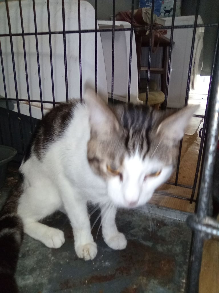 Young adult male cat looking for his new home