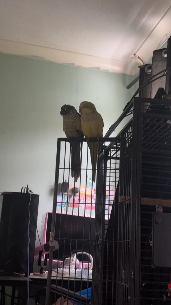 bonded birds 