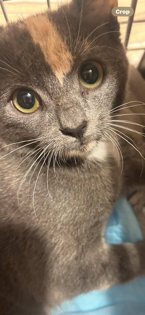 Rescue cats