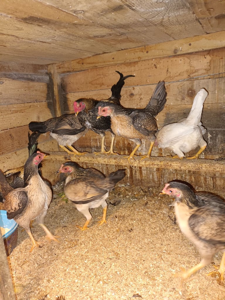 Pullets for sale chickens poultry hens coops arks