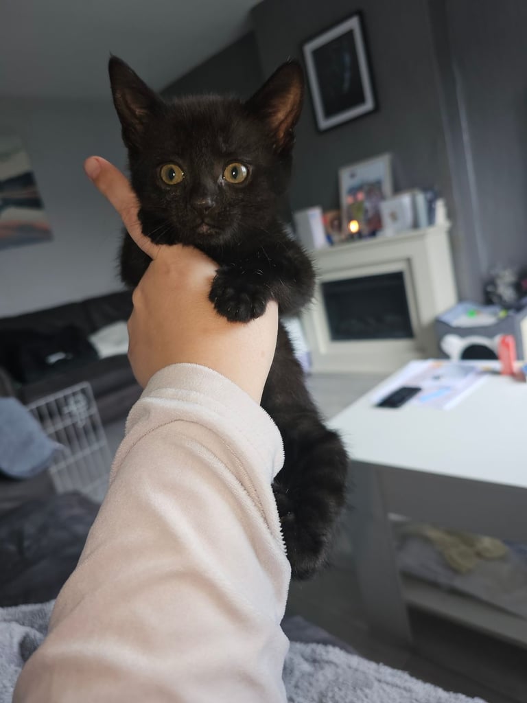 11 week kitten