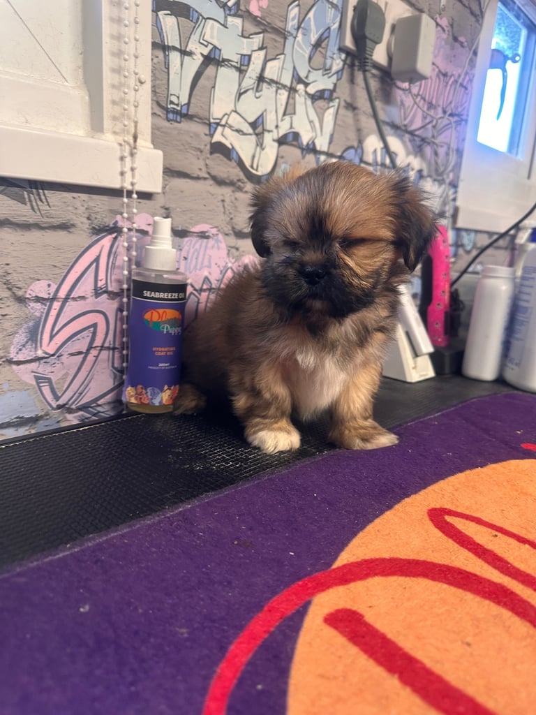 KC Registered Lhasa apso boys