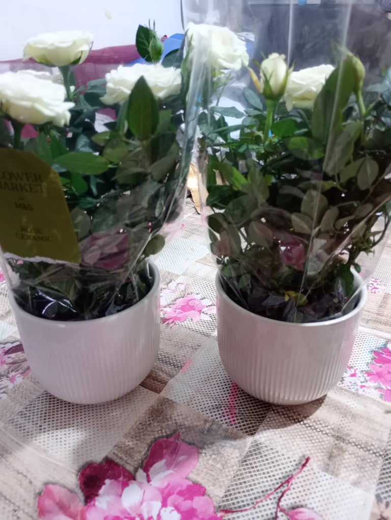 M and S white rose plant in ceramic pot 