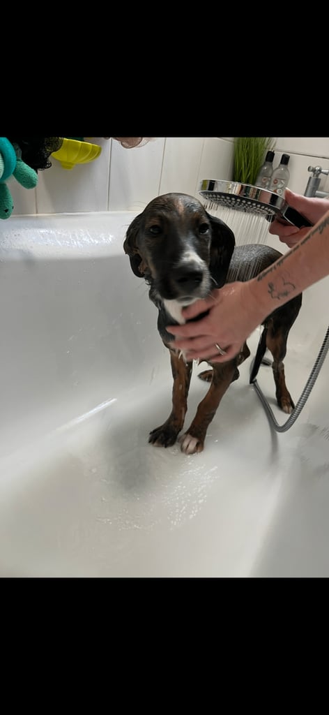 Male puppy cocker spaniel cross border collie