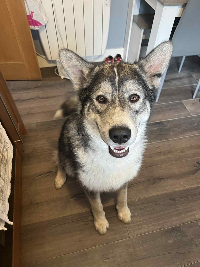GSDxHusky