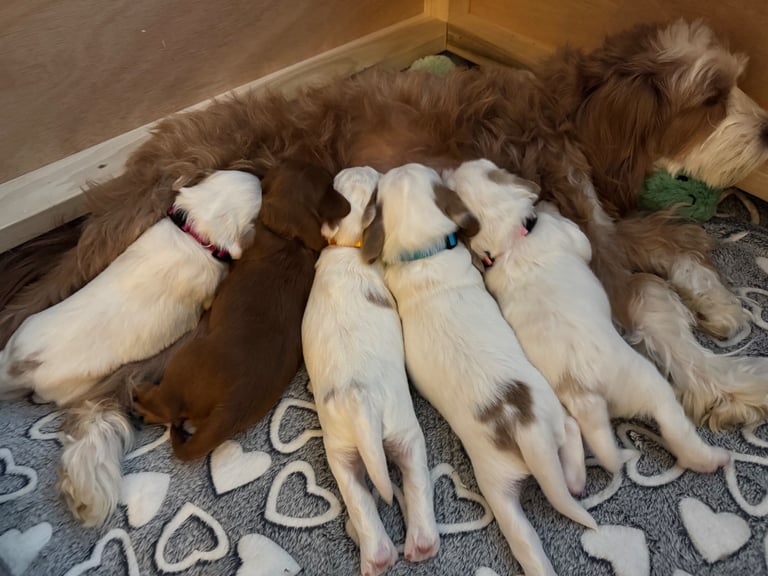 Gorgeous F2b Cockapoo puppies ready to reserve