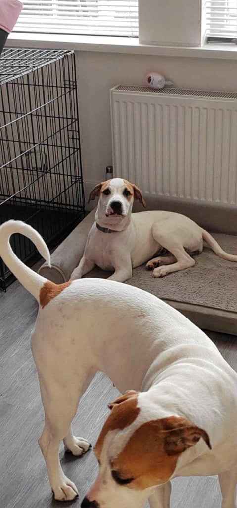 image for American bulldog Puppy 