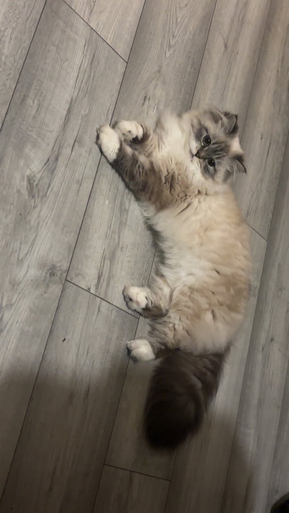 image for Chinchilla doll face Persian female 