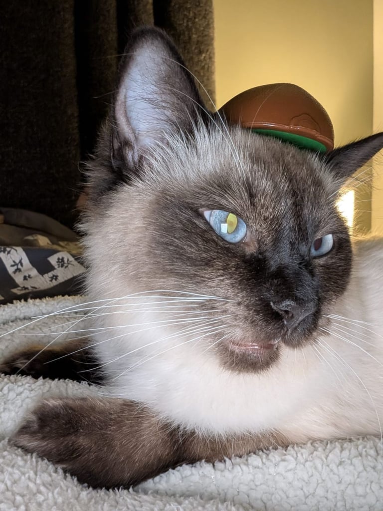 Chocolate point ragdoll