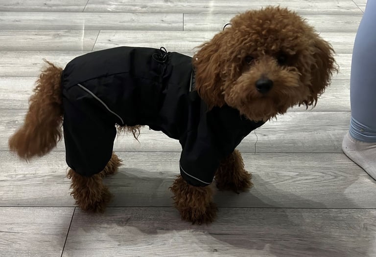 Toy Poodle Dogs Puppies for Sale Gumtree