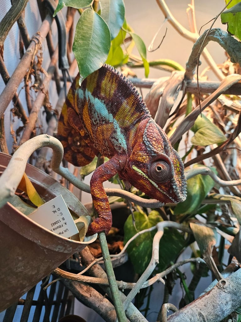 3yr old panther chameleon 