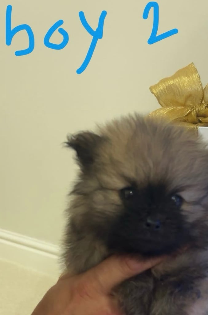 Tiny Pomeranian puppies