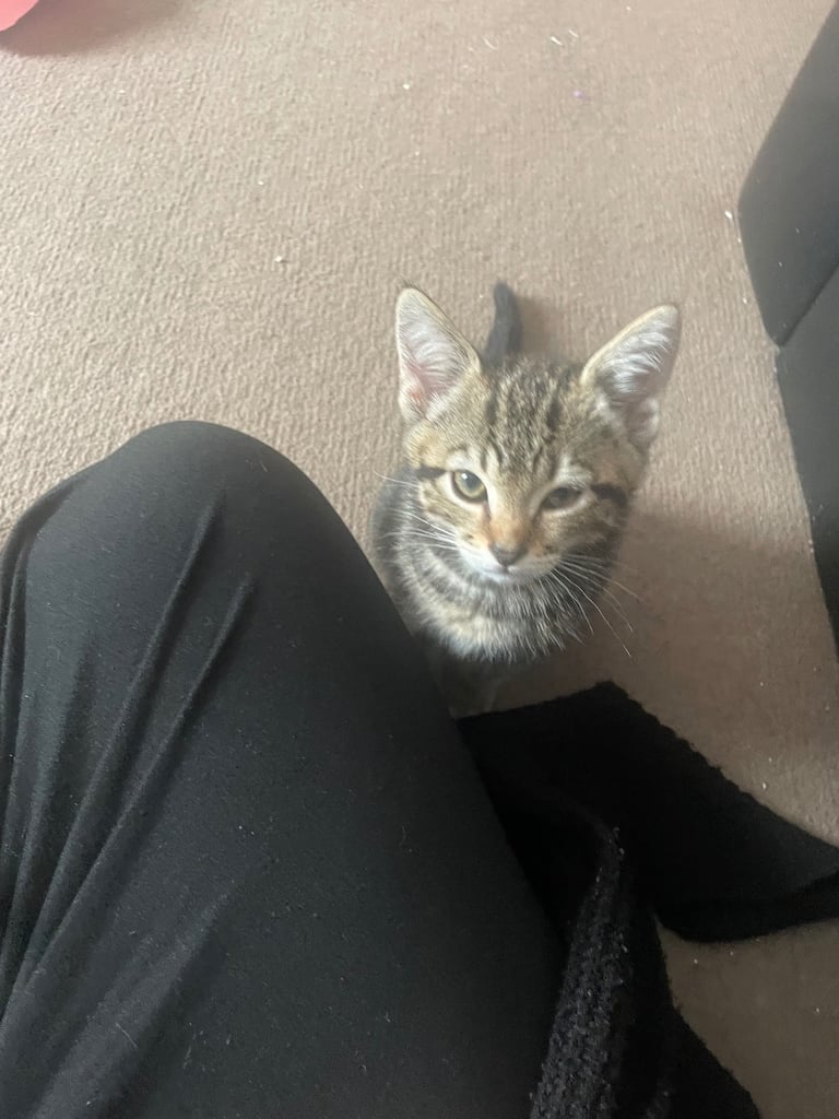 6 kittens for sale