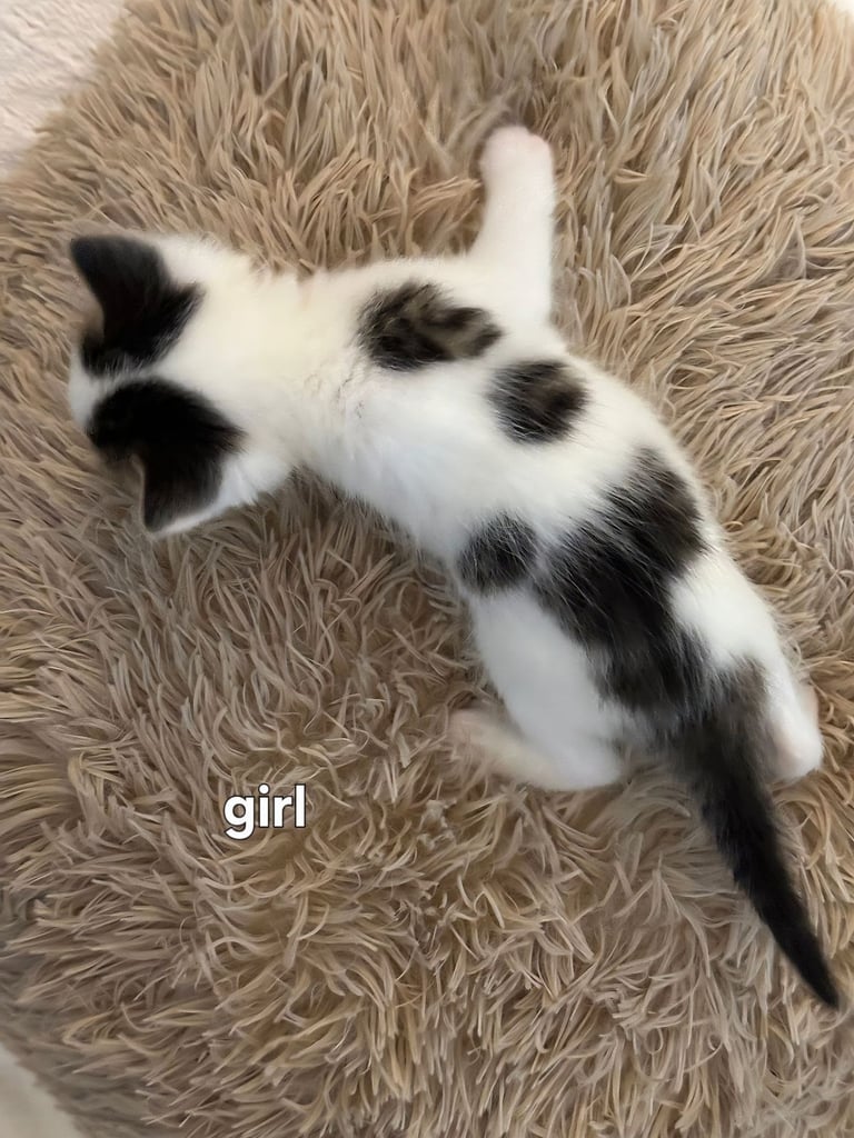 Kittens  mother part rag doll ready november 24th 