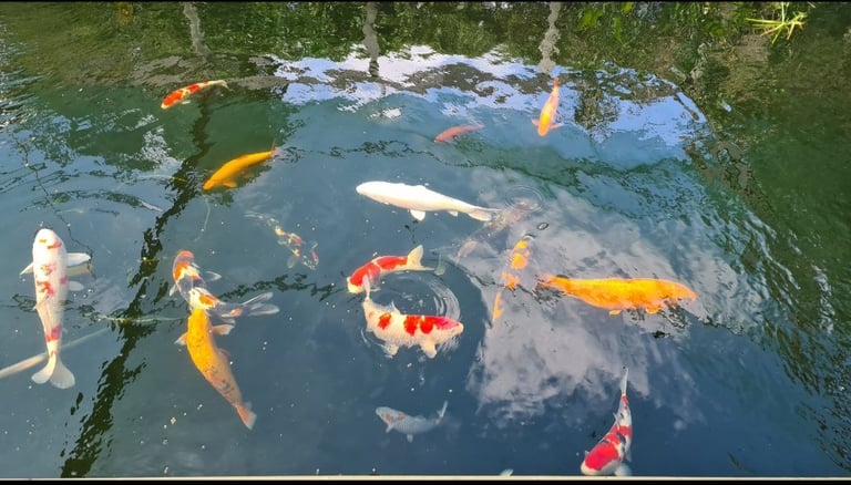 Japanese Koi Fish plus equipment