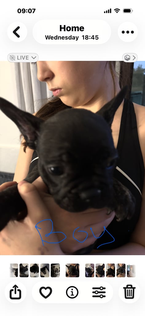  French bulldogs 