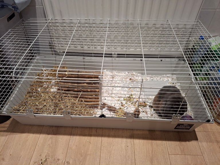 Male Mini lop Rabbit with Indoor Cage