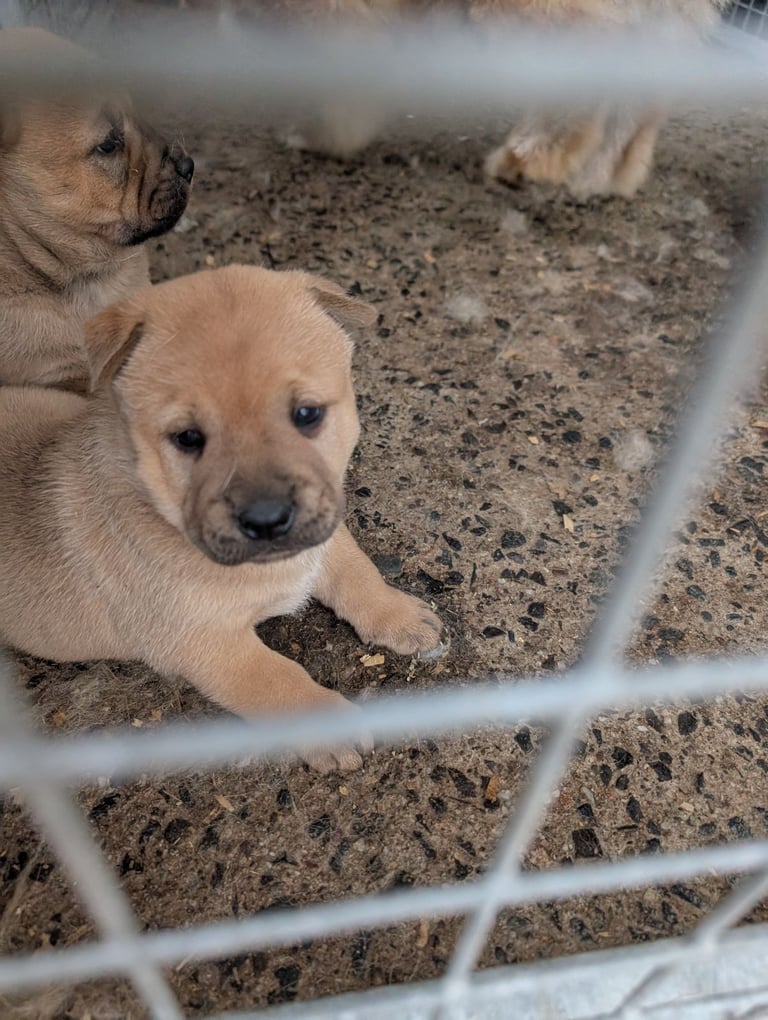 Chowchow X staffy 