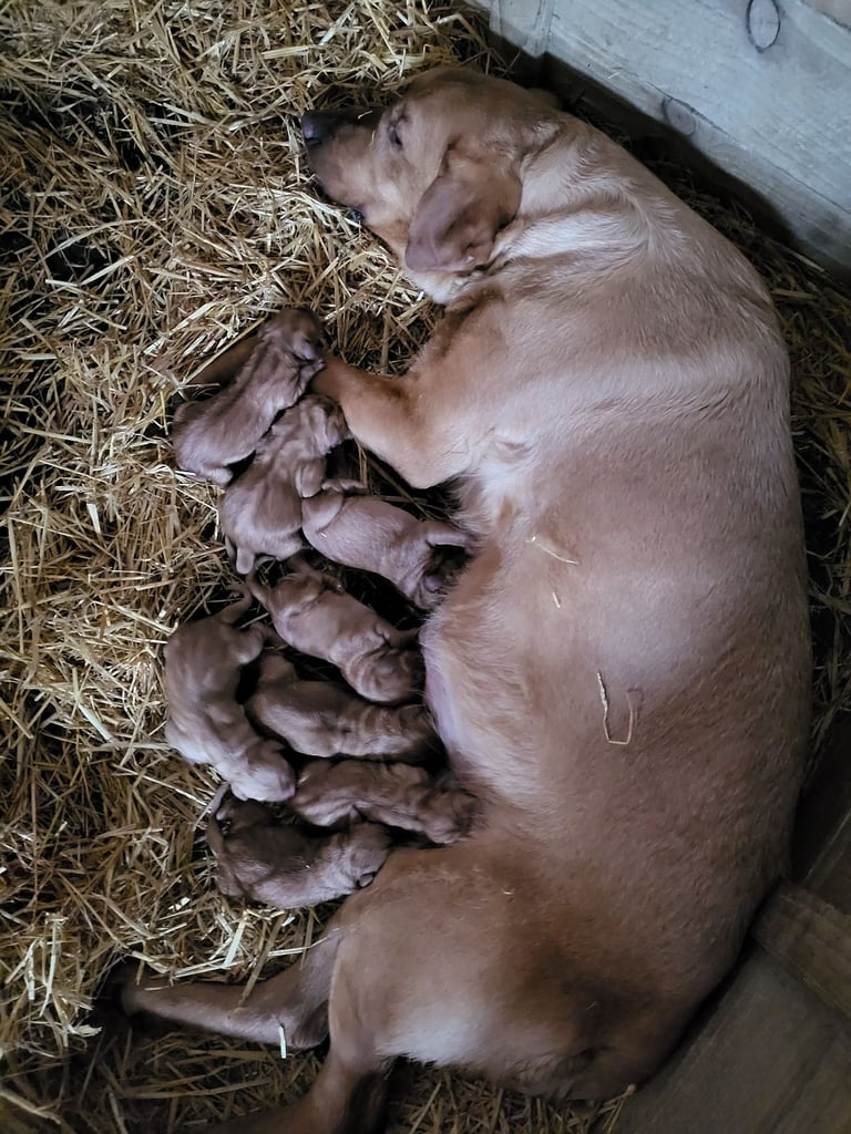 Fox Red Labrador Pups